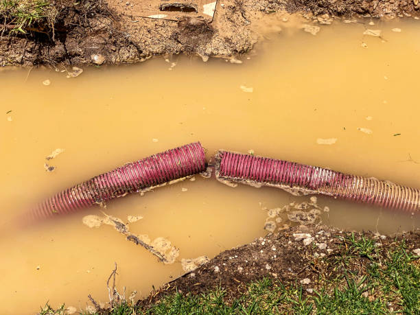 Best Local water damage restoration  in St Regis Park, KY